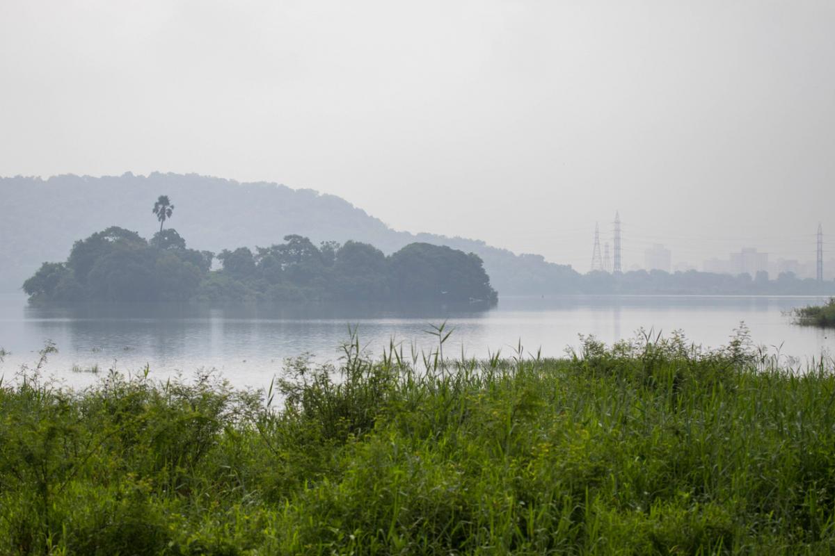 Aarey Forest